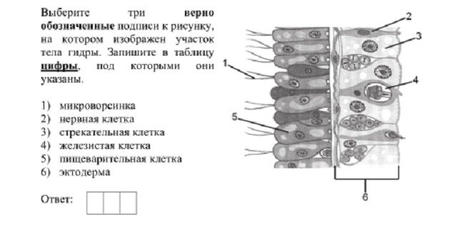 Блэк спрут рулетка