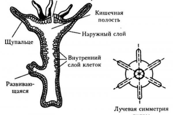 Официальная ссылка на blacksprut blacksprute com